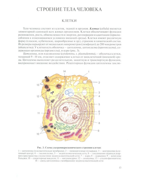 Анатомия человека для педиатров: Учебник. В 2 т. Т. 1