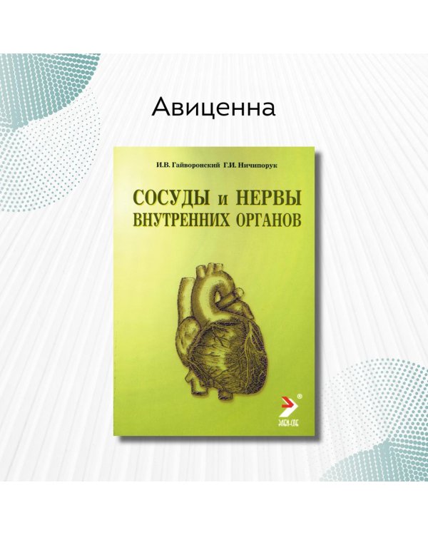 Сосуды и нервы внутренних органов
