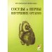 Сосуды и нервы внутренних органов Сосуды и нервы внутренних органов
