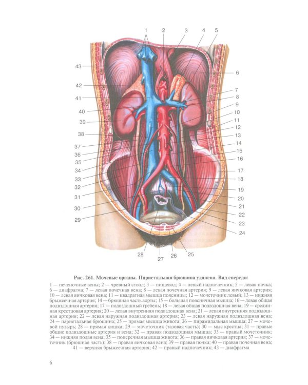 Анатомия человека для педиатров: Учебник. В 2 т. Т. 2