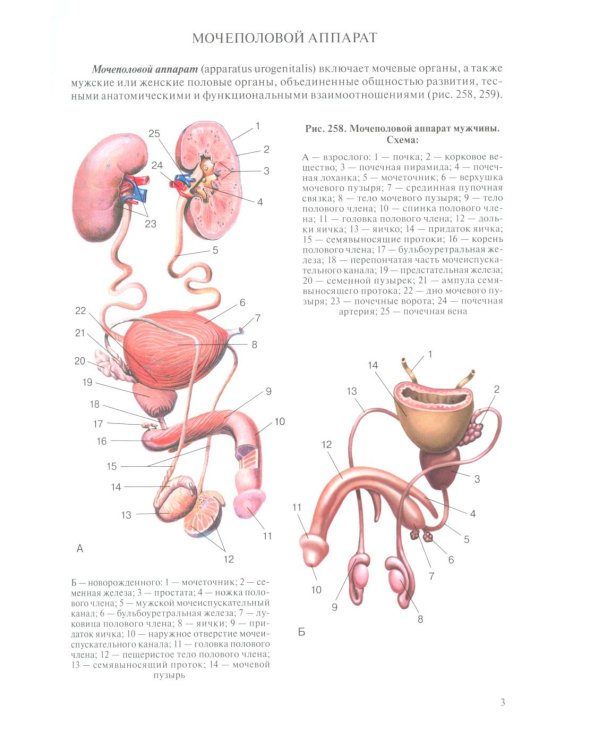 Анатомия человека для педиатров: Учебник. В 2 т. Т. 2
