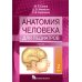 Анатомия человека для педиатров: Учебник. В 2 т. Т. 2