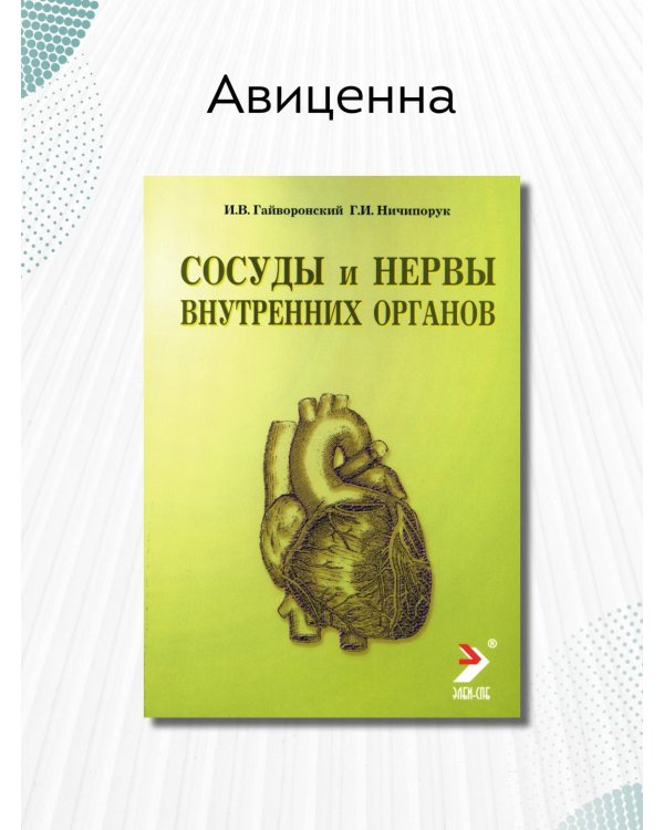 Сосуды и нервы внутренних органов