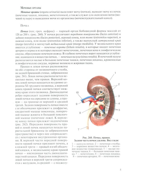 Анатомия человека для педиатров: Учебник. В 2 т. Т. 2