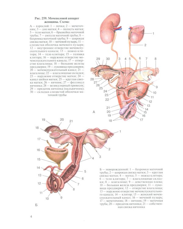 Анатомия человека для педиатров: Учебник. В 2 т. Т. 2