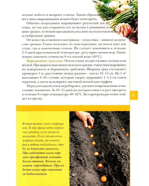 Лук, чеснок, зелень. Посадка. Уход. Защита. Уборка. Хранение