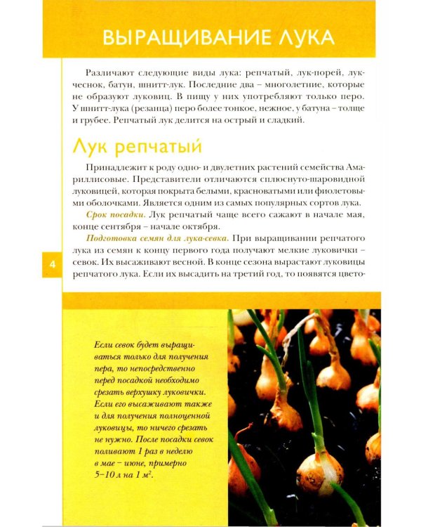 Лук, чеснок, зелень. Посадка. Уход. Защита. Уборка. Хранение