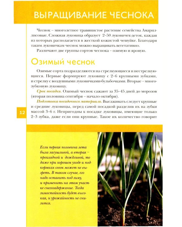 Лук, чеснок, зелень. Посадка. Уход. Защита. Уборка. Хранение