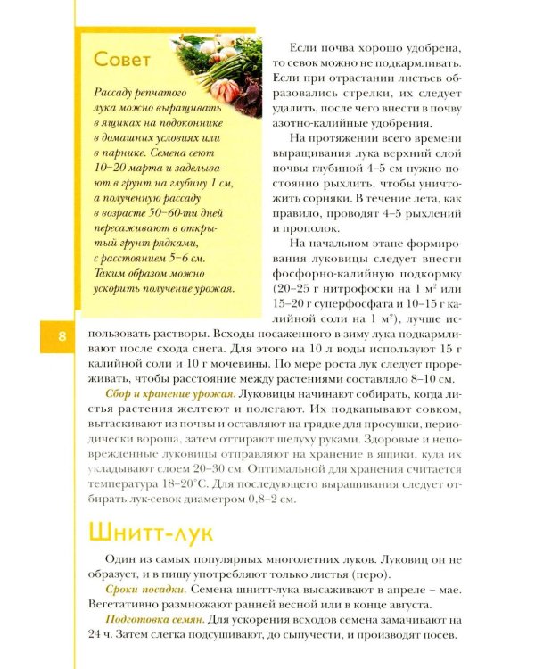 Лук, чеснок, зелень. Посадка. Уход. Защита. Уборка. Хранение