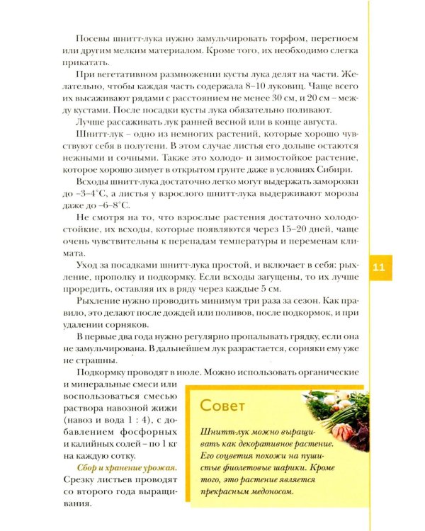 Лук, чеснок, зелень. Посадка. Уход. Защита. Уборка. Хранение