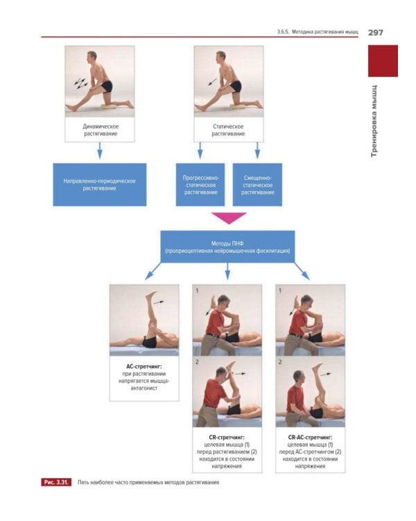 Мышцы. Анатомия. Движения. Тестирование + Мышцы в спорте. Реабилитация (комплект из 2-х книг)