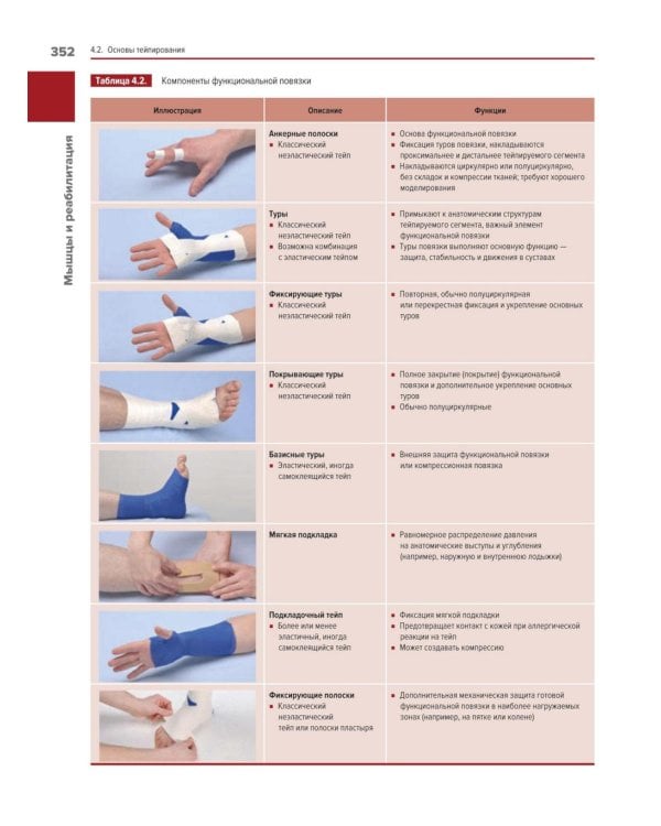 Мышцы. Анатомия. Движения. Тестирование + Мышцы в спорте. Реабилитация (комплект из 2-х книг)