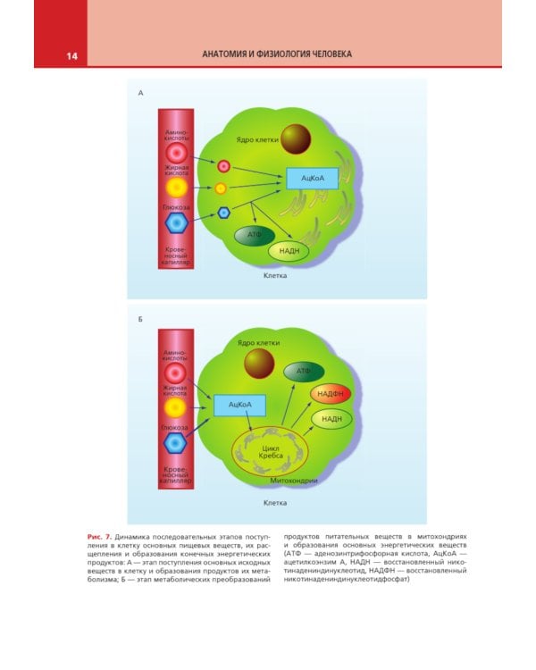 Анатомия и физиология человека: атлас
