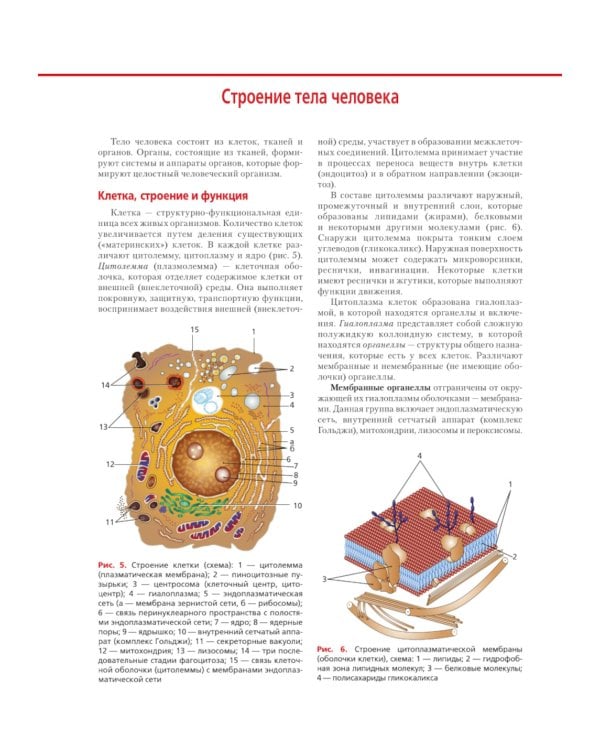 Анатомия и физиология человека: атлас
