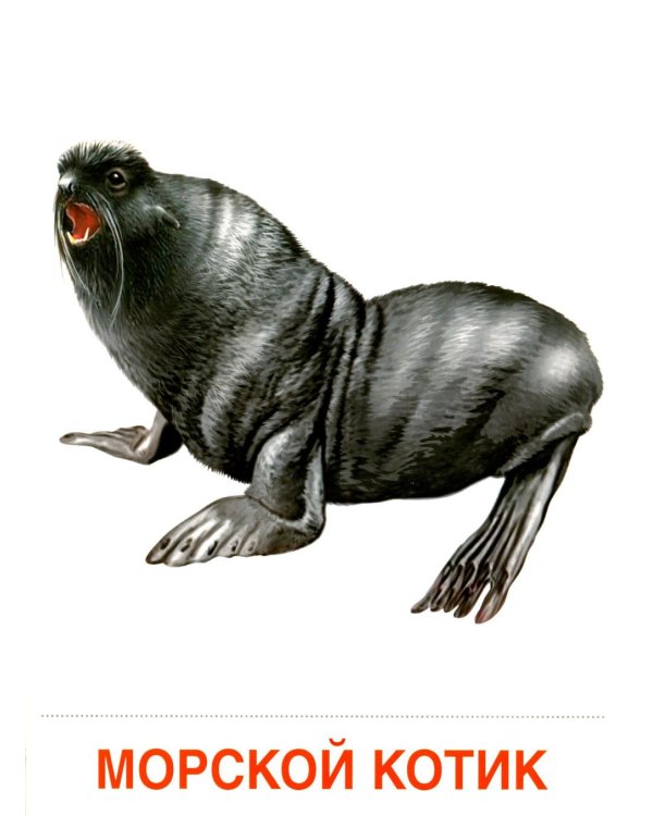 Животные холодных широт. Учебное издание (16 демонстрационных картинок с текстом)