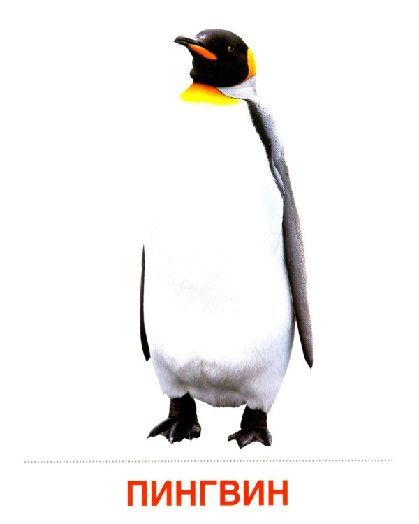 Животные холодных широт. Учебное издание (16 демонстрационных картинок с текстом)