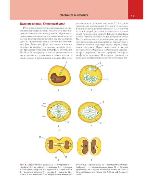 Анатомия и физиология человека: атлас