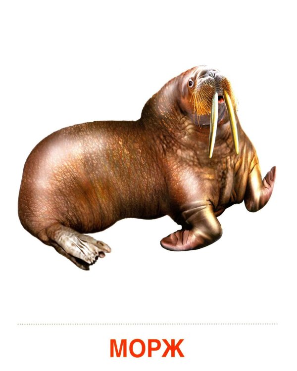 Животные холодных широт. Учебное издание (16 демонстрационных картинок с текстом)