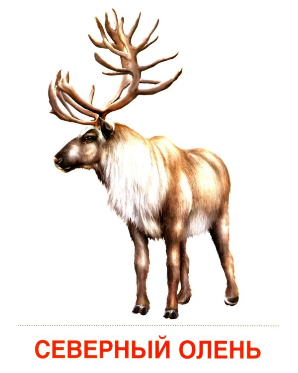 Животные холодных широт. Учебное издание (16 демонстрационных картинок с текстом)