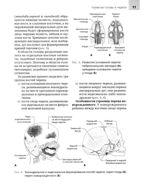 Анатомия головы и зубочелюстного аппарата: Учебное пособие для стоматологов