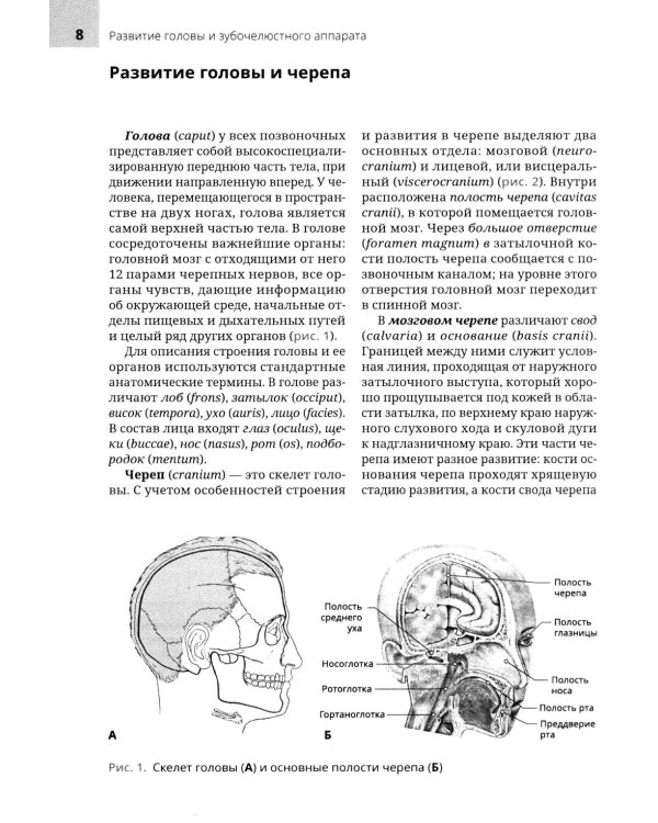 Анатомия головы и зубочелюстного аппарата: Учебное пособие для стоматологов