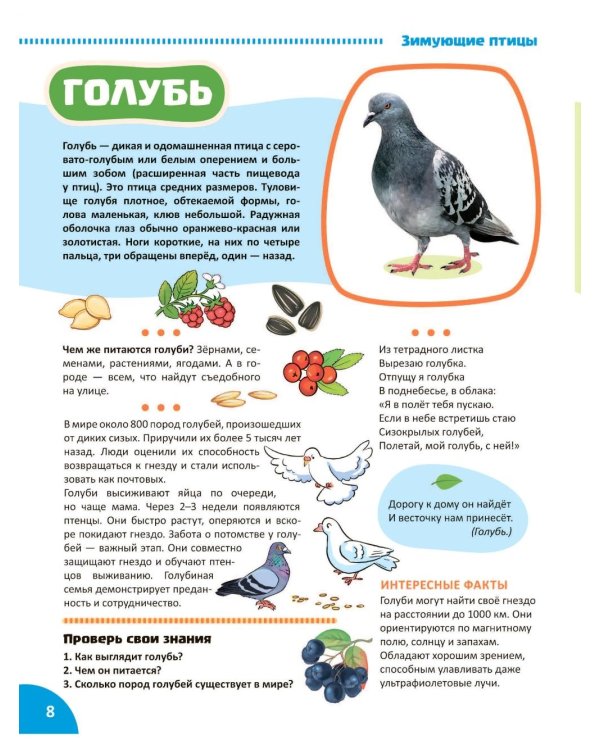 Птицы. Познавательная книга для детей 4-8 лет