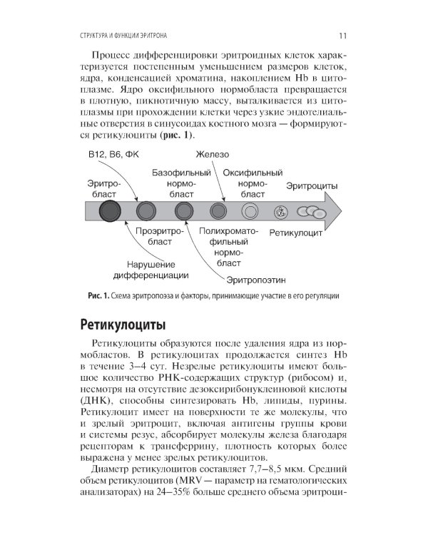 Интерпретация лабораторных исследований при анемиях