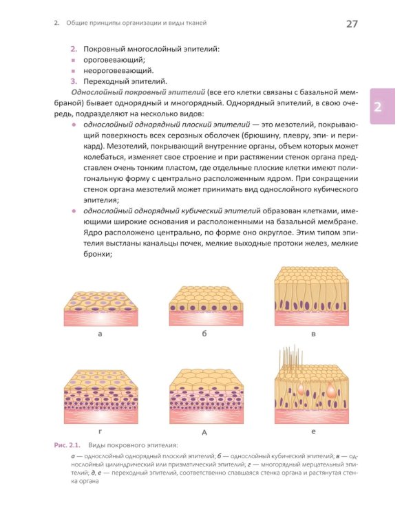 Основы клинической цитологии