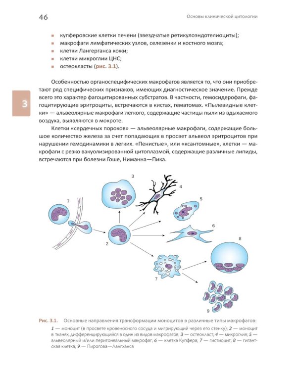 Основы клинической цитологии
