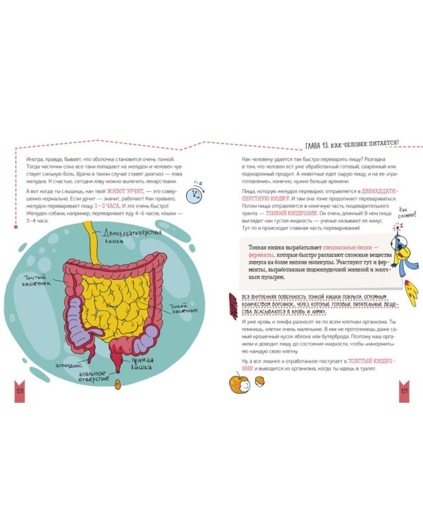 Реальная биология. Как устроено тело человека