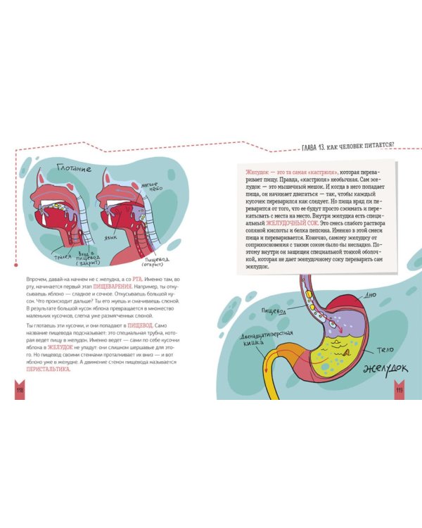 Реальная биология. Как устроено тело человека