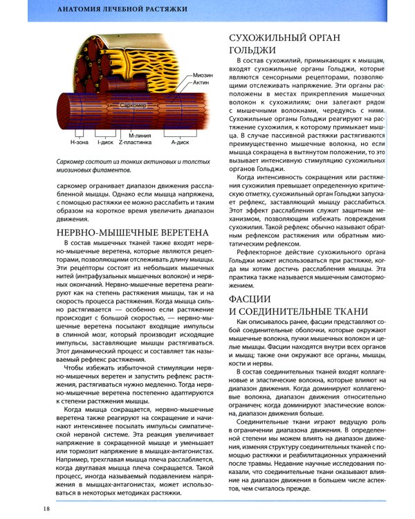 Анатомия лечебной растяжки: быстрое избавление от боли и профилактика травм