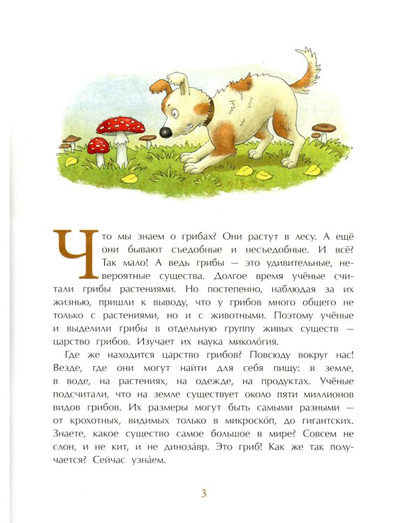 Грибное царство