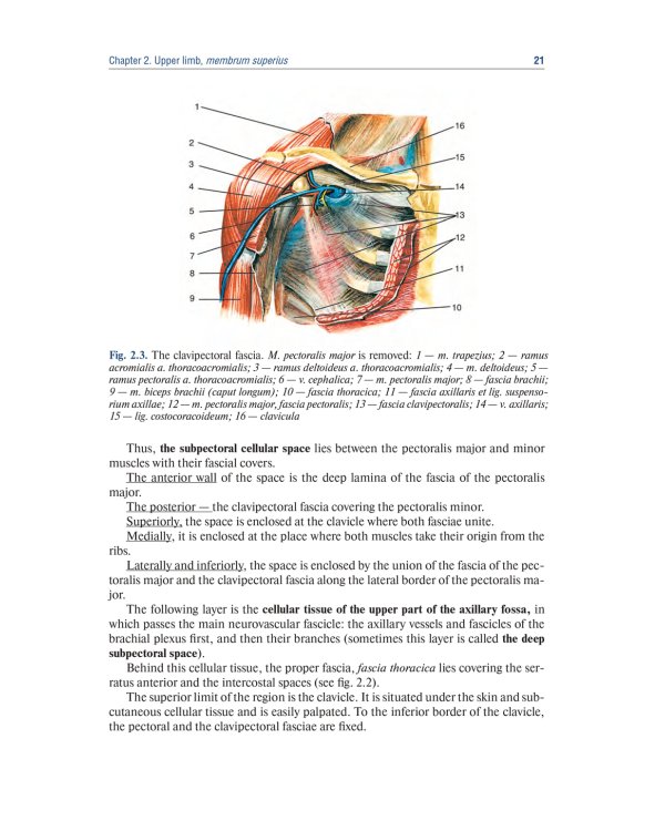 Topographic Anatomy and Operative Surgery: textbook: на англ.яз