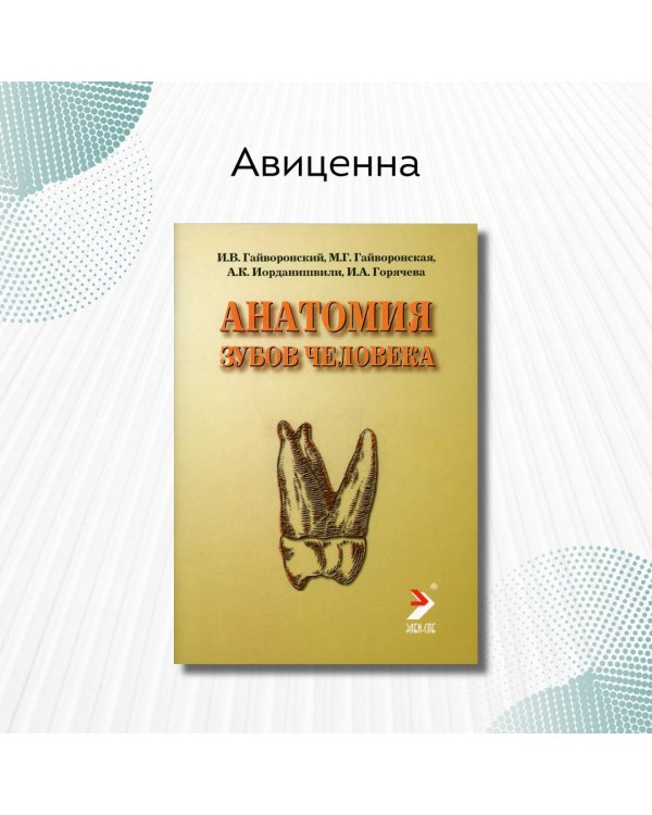 Анатомия зубов человека. Учебное пособие