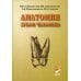 Анатомия зубов человека: Учебное пособие. 4-е изд., испр. и доп