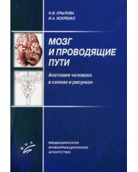Мозг и проводящие пути. Анатомия человека в схемах и рисунках: Учебное пособие