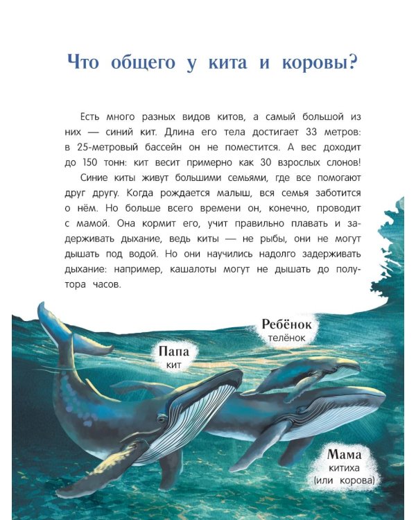 Китенок? Теленок! Водоплавающие семьи: факты и игры
