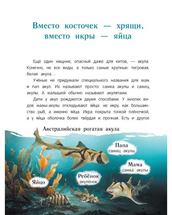 Китенок? Теленок! Водоплавающие семьи: факты и игры