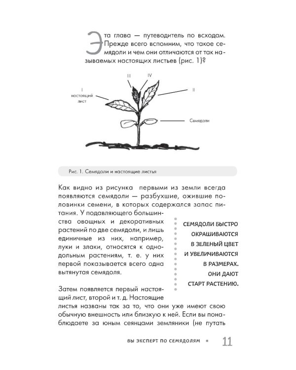 Огород без прополки. Лучшая стратегия в борьбе с сорняками