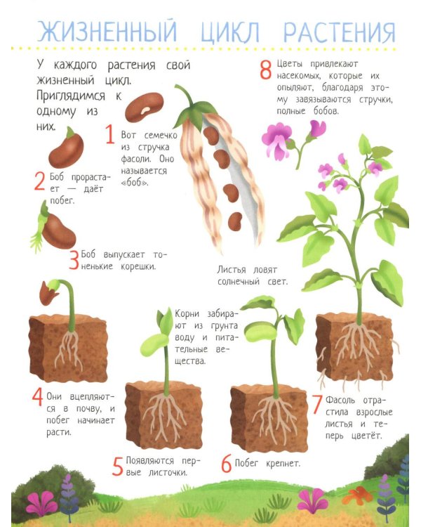 Твой домашний огород: книга идей и развлечений с наклейками