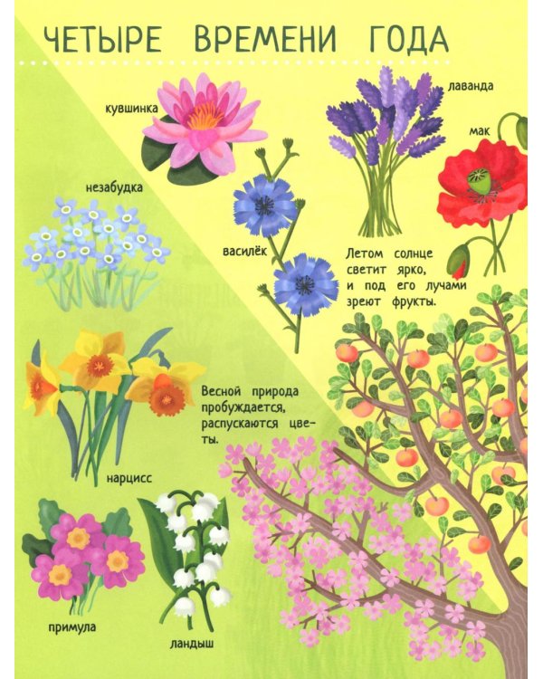 Твой домашний сад: книга идей и развлечений с наклейками