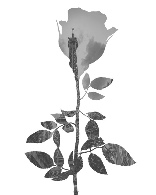 Полураскрытая роза