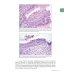 Вместе дешевле Интерпретация биопсий пищеварительного тракта. В 2 т. (комплект из 2 книг)