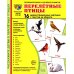 Сфера картинок Комплект картинок "Супер. Птицы: перелетные, зимующие, домашние и декоративные" (количество томов: 8)