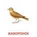 Сфера картинок Комплект картинок "Супер. Птицы: перелетные, зимующие, домашние и декоративные" (количество томов: 8)