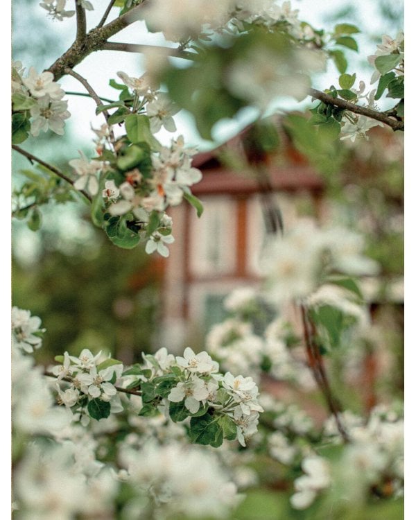 Сезоны нежности. Секреты счастливого образа жизни, рецепты для души и домашний декор