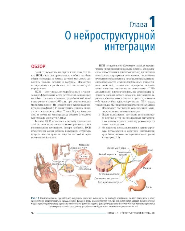Дополнительное изображение книги «Нейроструктурная интеграция. Остеопатия нового тысячелетия»