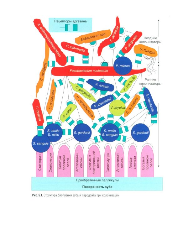 Пародонтология: национальное руководство. 3-е изд., перераб. и доп
