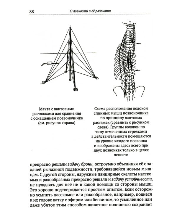 О ловкости и ее развитии